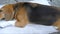 Adorable beagle sleeping on cushion