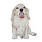 Adorable beagle ,sticky tongue out, sitting on white background