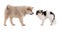 Adorable beige Eurasier puppy with chihuahua