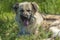 Adorable beige fluffy mestizo dog in summer