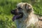 Adorable beige fluffy mestizo dog in summer