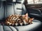 An adorable bengal cat resting alone on passenger seat without carrier inside the car when travel with owner on summer vacations