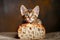 Adorable Bengal Kitten Peeking Out from Behind Fresh Loaf of Bread on Rustic Table Background