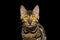 Adorable Bengal Kitty on Isolated Black Background