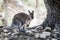 Adorable bennett wallaby