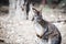 Adorable bennett wallaby
