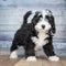 Adorable Bernedoddle Puppy