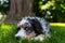 Adorable bernedoodle dog in the park facing directly towards the camera