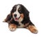 Adorable Bernese Mountain Dog puppy