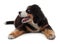 Adorable Bernese Mountain Dog puppy