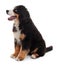 Adorable Bernese Mountain Dog puppy