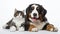 Adorable Bernese Mountain Dog puppy and gray tabby cat on white background. AI Generative