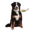 Adorable Bernese Mountain dog and spoon full of different pills on white. Vitamins for animal