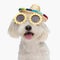 adorable bichon dog with sombrero and sunglasses panting