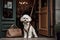 Adorable bichon dog standing in door. Generate Ai