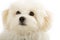 Adorable bichon frise