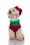 Adorable bichon ready for christmas looks up to side