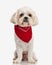 adorable bichon sitting while wearing a red scarf