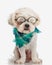 adorable bichon wearing glasses and scarf while sitting