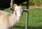 Adorable Billy goat at petting zoo