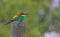 An adorable bird, the European bee-eater sits atop a wooden pillar.