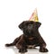 Adorable birthday black boxer is lying down