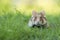 Adorable black bellied hamster in a green grass field