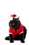 adorable black british shorthair cat in christmas vest and hat looking away