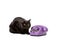 adorable black british shorthair cat sitting near telephone