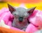 Adorable black Canadian sphynx kitten taking nap in pink pet bed