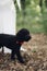 Adorable black canine walking through autumn foliage wearing a fashionable red bowtie.