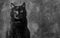 Adorable black cat in front of grey studio background