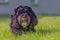 Adorable black cockapoo in the lush green grass, smiling at the camera