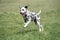 Adorable black Dalmatian dog outdoors in summer