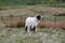 Adorable Black Faced Swaledale Lamb on the Moors