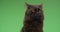 Adorable black fluffy cat posing in studio