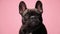 Adorable black french bulldog puppy posing