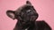 Adorable black french bulldog puppy posing