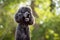 An adorable black French Poodle dog in a forest