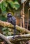 Adorable Black Goeldi Tiny Monkey Looking Backward