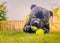 Adorable black handsome Staffordshire Bull Terrier dog lying on grass chewing two tennis balls.