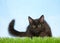 Adorable black kitten with bright yellow eyes crouched down in green grass