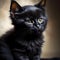 Adorable black kitten on dark background
