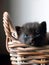 Adorable Black Kitten of Three Weeks Old