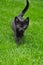 Adorable black kitty walking in the grass