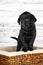 Adorable Black Lab Puppy