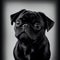 Adorable Black Pug Puppy - A Realistic Emotive Portrait