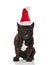 Adorable black santa french bulldog sitting