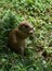 Adorable Black Tailed Prairie Dog with His Paws Together