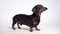 Adorable black and tan dachshund dog is standing  on white background